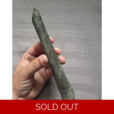 Rare Quality Fossil Hadrosaur Radius Bone Two Medicine Formation Dinosaur